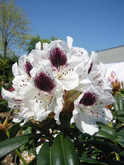 Rhodo (hybr.) 'Sappho'
