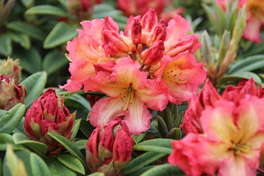 Rhodo (hybr.) 'Sunfire'