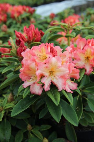 Rhodo (hybr.) 'Sunfire'
