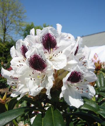 Rhodo (hybr.) 'Sappho'