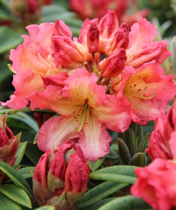 Rhodo (hybr.) 'Sunfire'
